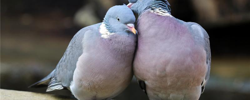 How long is the pigeon adult
