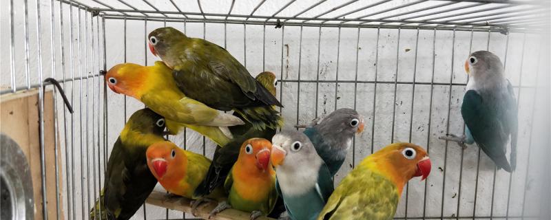 Do peony parrots go to sleep at night?