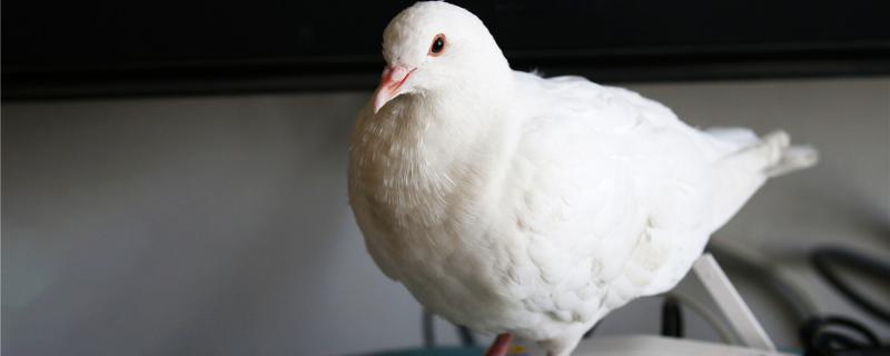 The pigeons generally start eggs for a few months