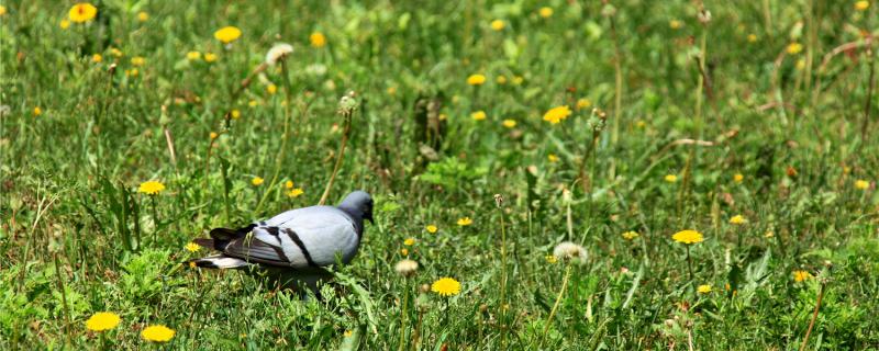 What is the cause of pigeon body fever