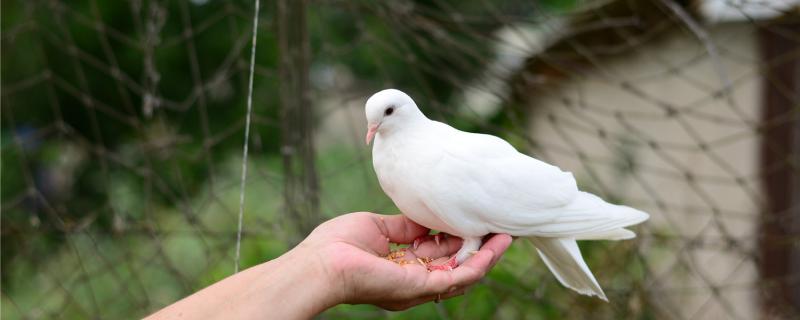 What should I do if the pigeon lacks calcium?