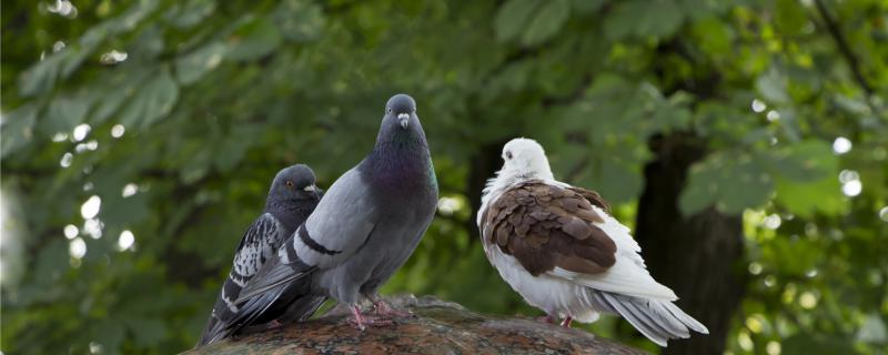 Does the pigeon need light at night?