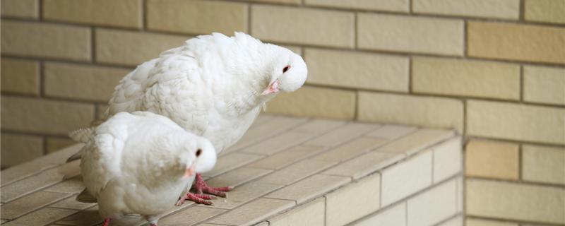 Can pigeon broken shells help artificial help?