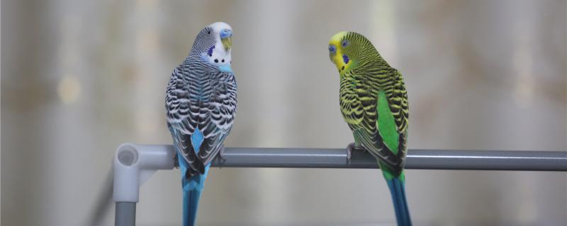 What should I do if the tiger parrot eggs do not hatch eggs?