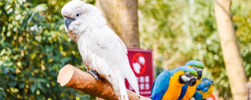 How long will the parrot be hungry for the first time