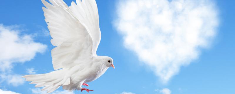 Can pigeons be raised?