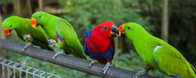 What to deal with parrots without relatives