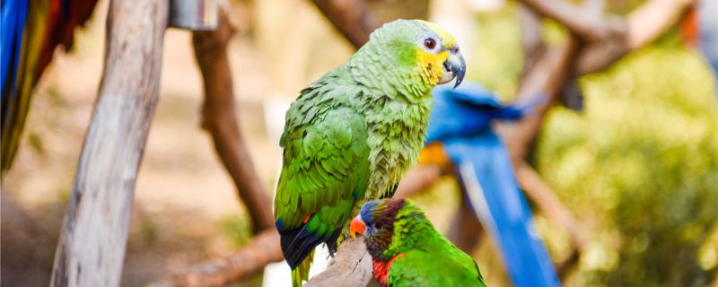 The reaction of the parrot after the water is water