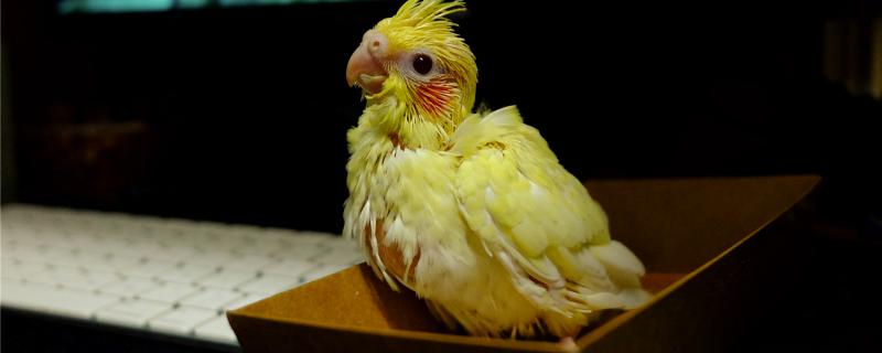Can the Xuanfeng parrot take a bath?