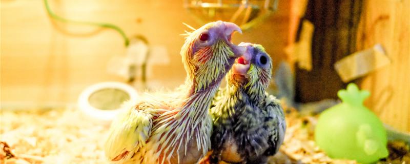 How many degrees of thermal insulation of the Xuanfeng parrot in 50 days