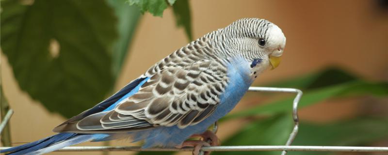 The manifestation of the tiger parrot unhappy