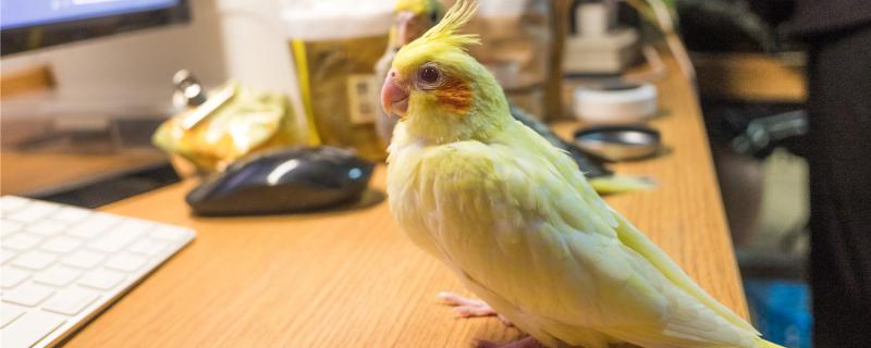 What should I do if my Xuanfeng parrot is too afraid of people?