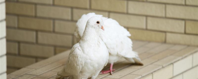 Little pigeons can live for a few days without eating pigeon milk
