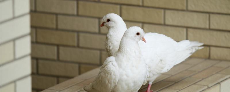 How to feed artificially incubation pigeons