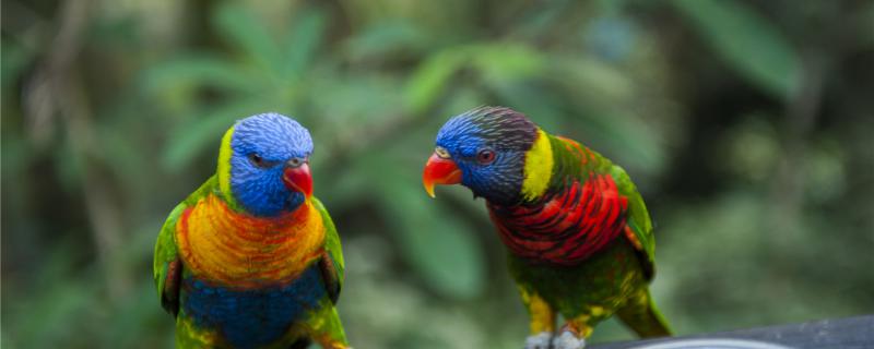 How long does the parrot grow?