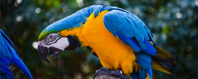 Can the parrot be dying?