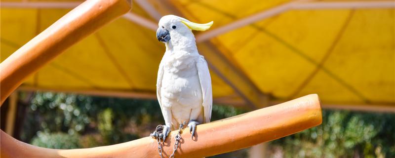 Does the parrot need vaccine?