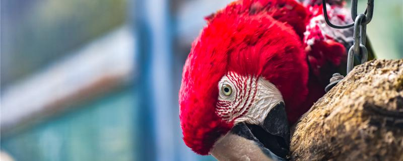 How long can the parrot get a cold?