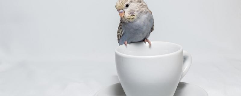 How long is there a scream in the parrot egg?