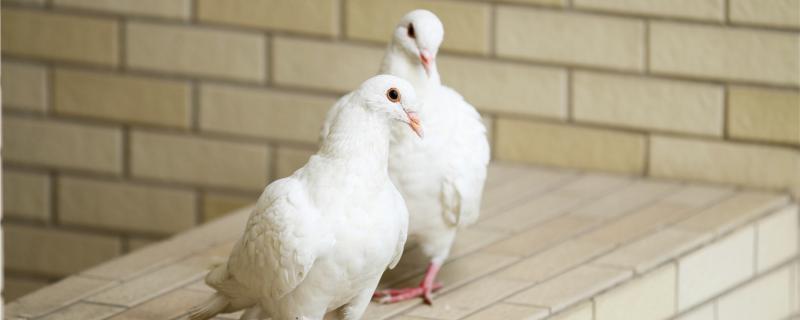 Why is young pigeon easy to get yellow