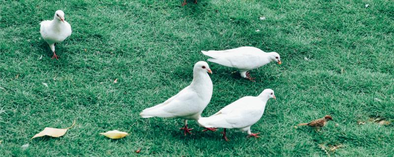 What is wrong with young pigeons without eating food