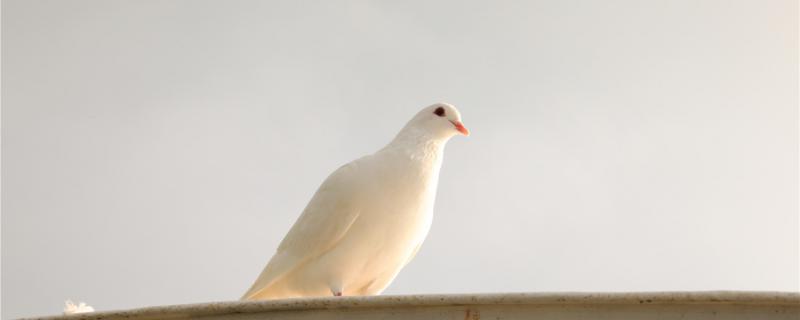 What should I do if young pigeons do not like to eat food