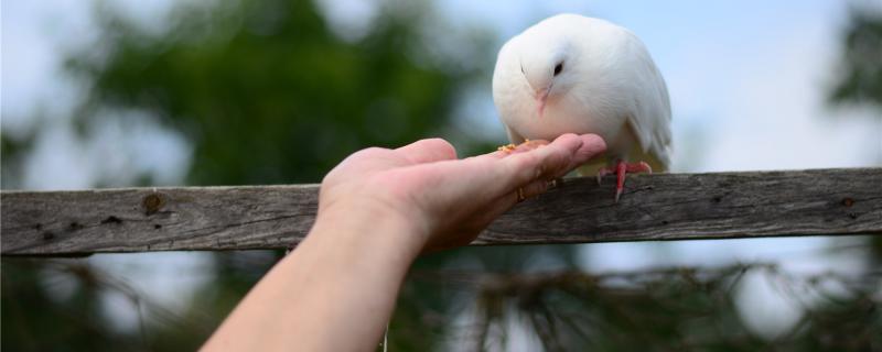 What should I do if young pigeons do not like to fly