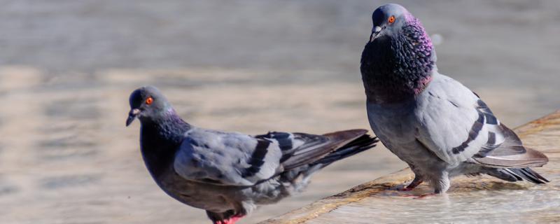 Pigeon fight Cuckoo