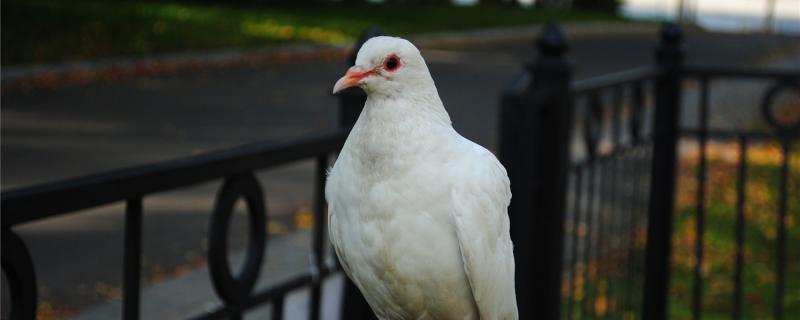 What is the reason why pigeons do not feed young pigeons?