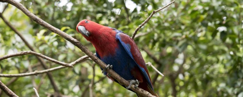 What should I do if one male and one mother parrot fight