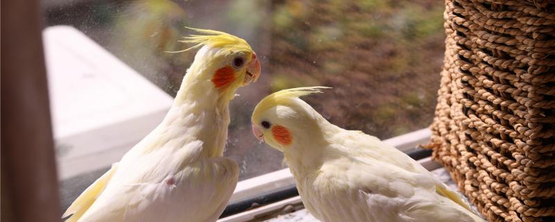 How long does the Xuanfeng parrot take a bath?