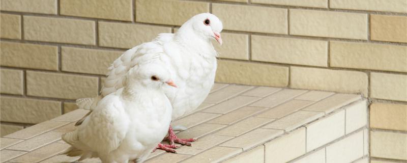 When will young pigeons open