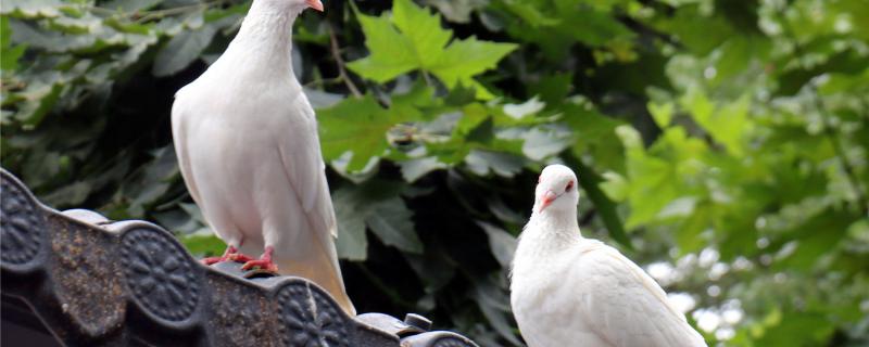 How long does it take for the pigeon to make a nest?