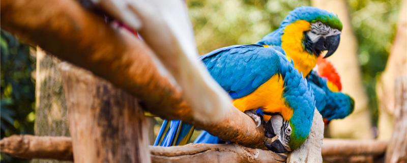 What to do if the parrot nest is connected