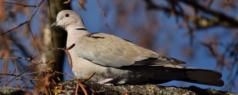 Can the wild pigeons who catch it be feed?