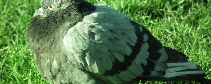 What kind of medicine does the pigeon are crooked neck feed people?