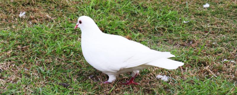 The recipe for treating hen pigeons