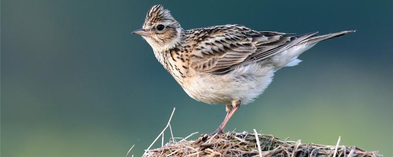 What feed to eat in the parabolian bird is the favorite