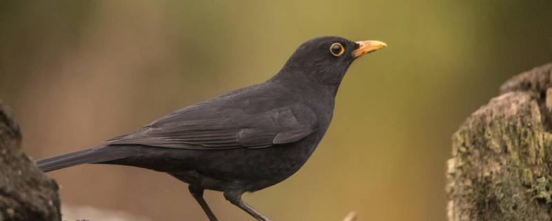 Black Birds Bird Gongmu distinguished