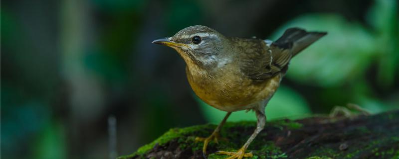 The best formula for thrush and bird food