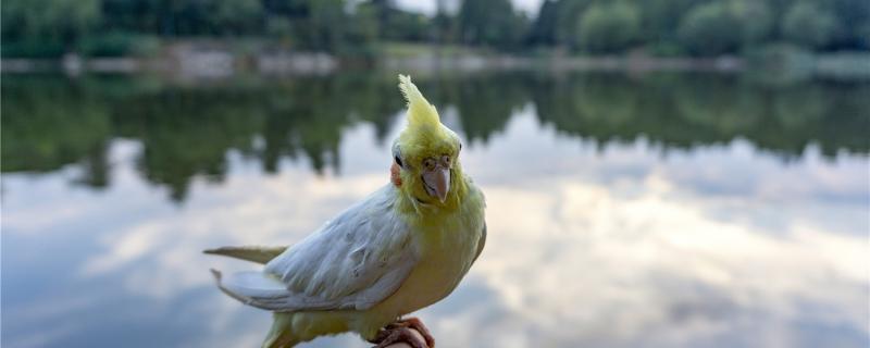 Method of Xuanfeng Young Bird Artificial Feeding Method