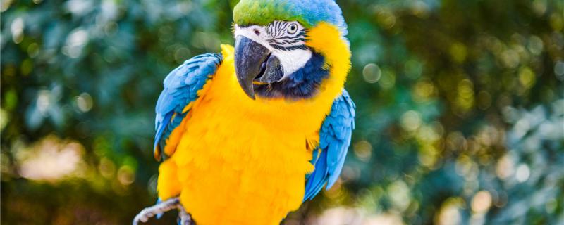 Can the upper mouth of the parrot be broken? Can it grow?