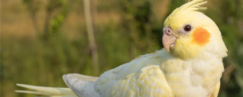 What should I do if my mother Xuanfeng lay eggs?