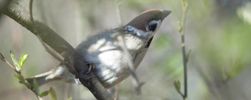 How can a sparrow support to feed