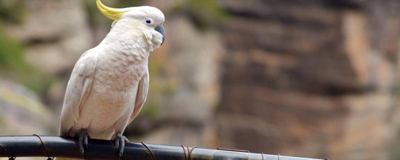 Can I turn on the air conditioner for a parrot?