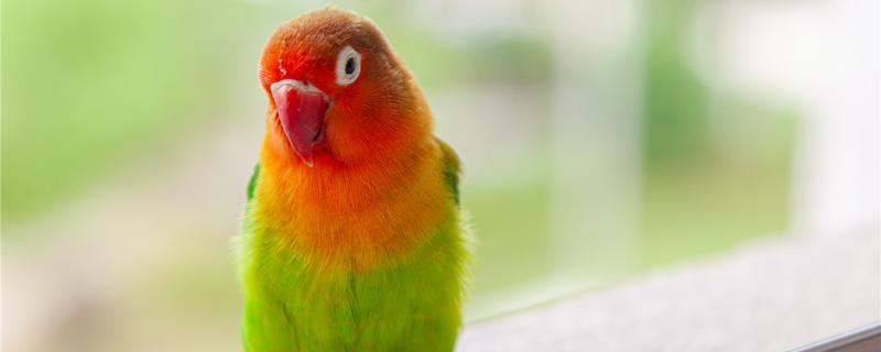 What cage is suitable for peony parrots