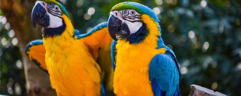 The parrot likes high cage or wide cage