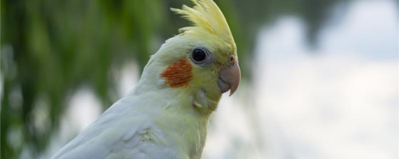 Xuanfeng Parrot Mother's Blums Different