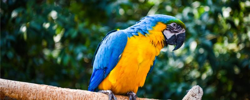What's wrong with the parrot mouth?