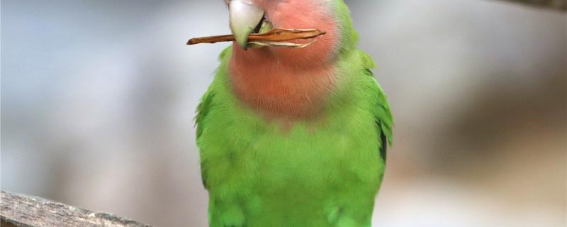 The early signs of the peony parrot reproduction